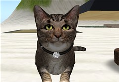 Portrait of a cat