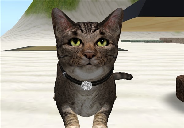 Portrait of a cat