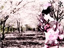 Hanami's Festival