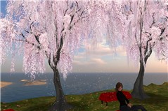 sakura01_001