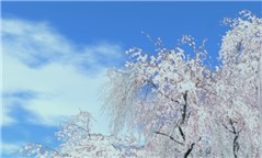 sakura_003