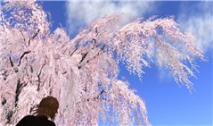 sakura_005