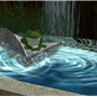 lovely frog - Koinup Burt