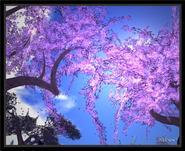 SAKURA ～桜～