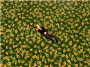 Fiori