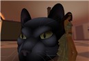 Meow!