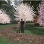 Front of the cherry blossom