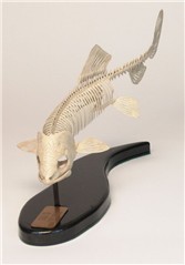 fishskeleton