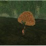 Peacock show