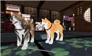 dog_003