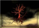 Between those Trees - AM Radio