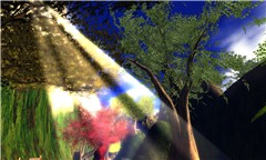 Forbidden Forest 6