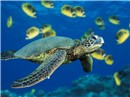 Green Sea Turtle