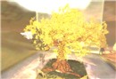 Boxed tree1