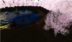 Cherryblossoms,Pure_Angel04