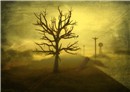 The Wilful Tree