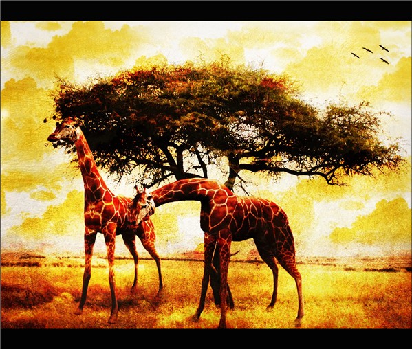 Savana