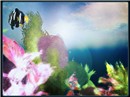 my coral reef