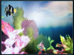 my coral reef