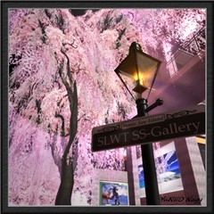 sakura01