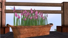 Costagravas Yalisi #4 Pink tulips by Organica