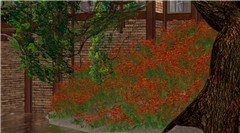 Costagravas Yalisi #2 A cascade of poppies
