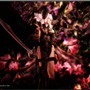 Fowers blooming in profusion