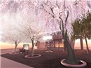 SAKURA in GoldenGlow