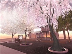 SAKURA in GoldenGlow