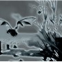 Flying in Dragonblight