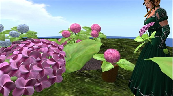 Hydrangea_006