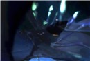Seadryke 3
