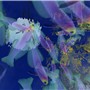 Tropical Fish2