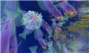 Tropical Fish2