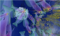Tropical Fish2