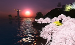 sunset cherry