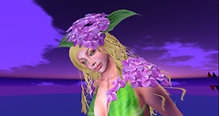Hydrangea Fairy