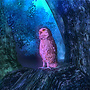 Athene noctua