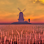 cornfield