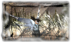 "Angel"