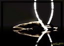 Reflects03