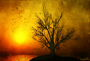 Mambo Sun