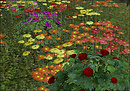 Wild Flowers
