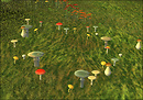 Fairy Ring