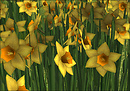 Daffodils