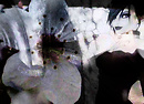 Flowerchilde