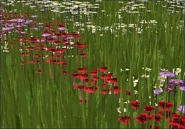 Poppies