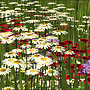Daisies