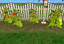 Tomatoes and Ladybugs