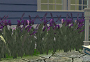 Maidens in a Row